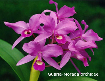 orchidee